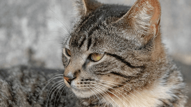 Federal Government declares war on feral cats
