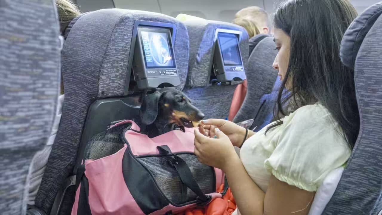 Virgin Airlines closer to allowing pets on domestic flights