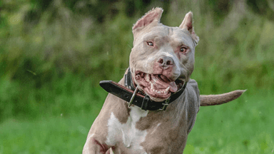 Dog owners to face jail time under new laws