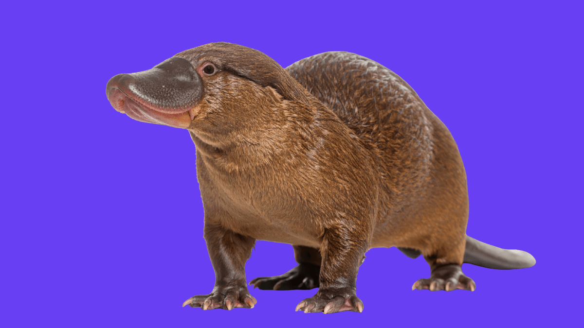 NSW’s Royal National Park now has more baby platypuses