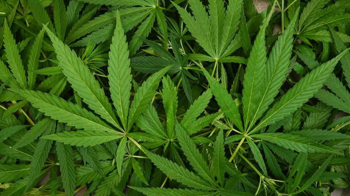 A NSW inquiry is considering decriminalising recreational cannabis. The Premier says he won’t let it happen