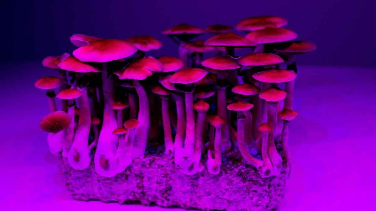 Researchers find psychedelic mushrooms ease anxiety