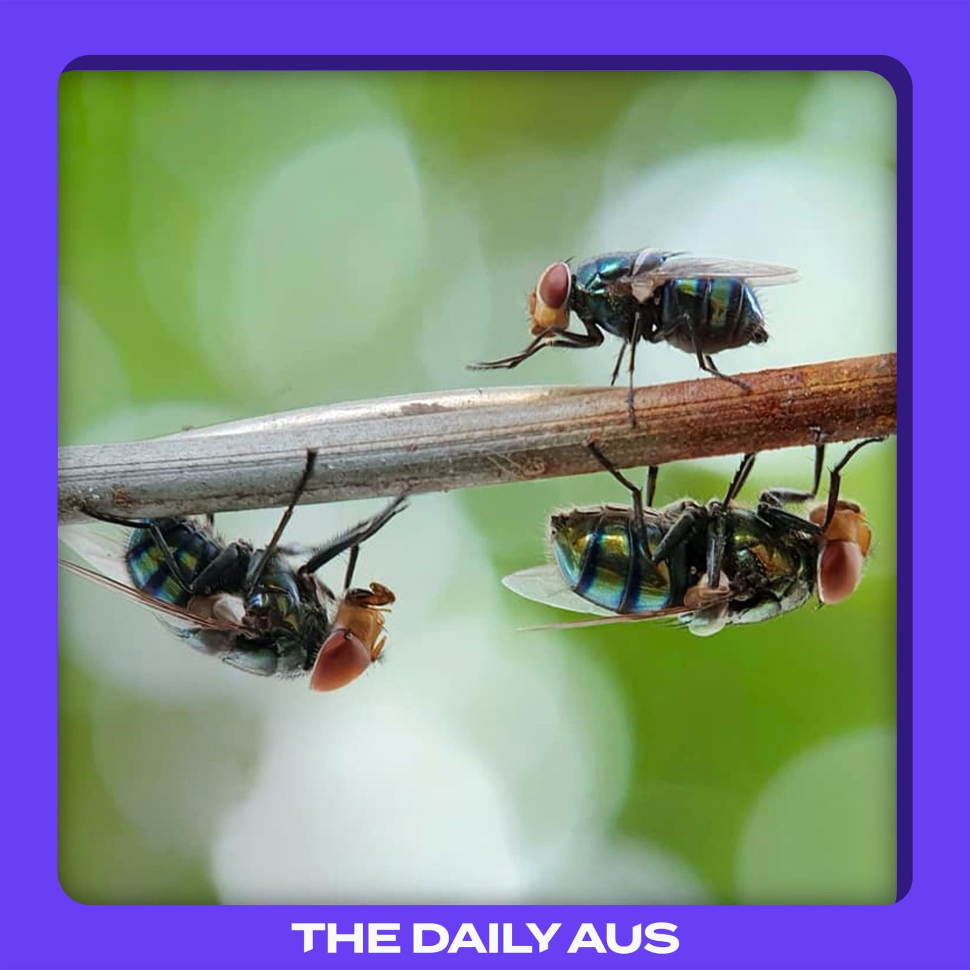 Why are there more flies right now?