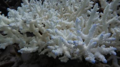 Great Barrier Reef records highest temperature in 400 years