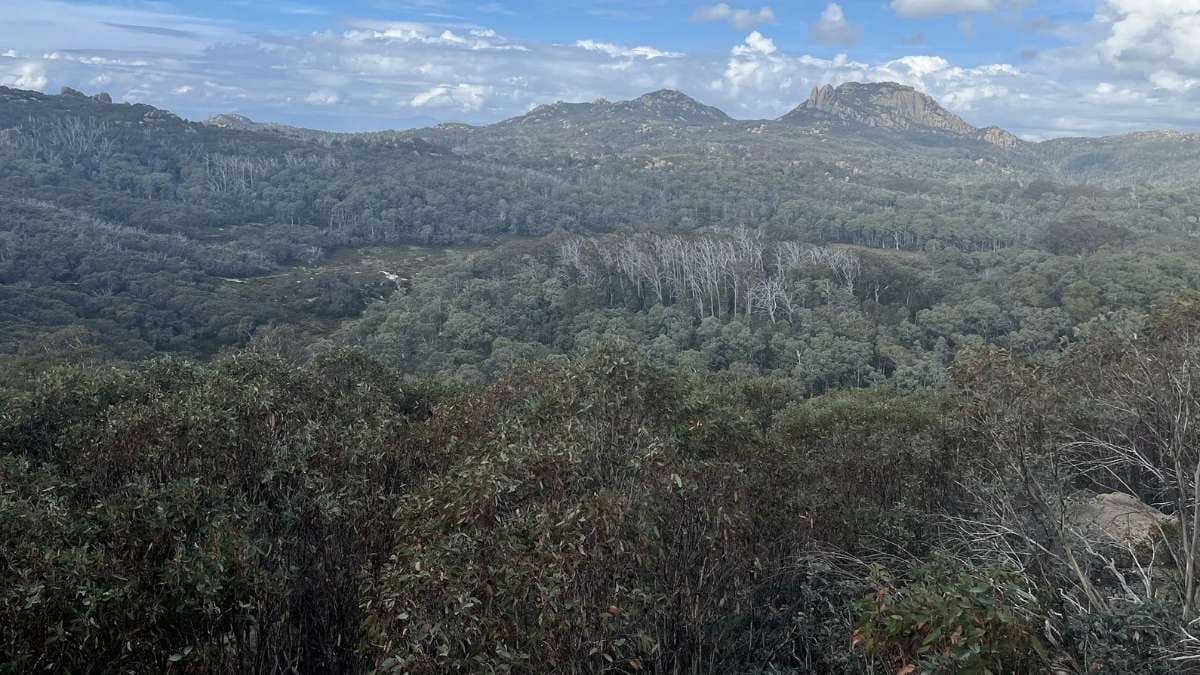 Police believe locals are helping Dezi Freeman evade capture