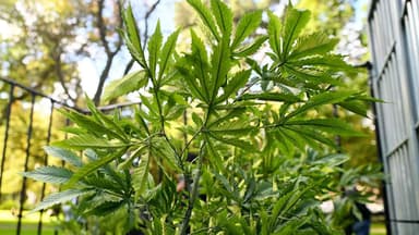 Victoria is launching “world first” cannabis driving trial