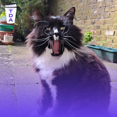 The stray cat bringing joy to a women's shelter