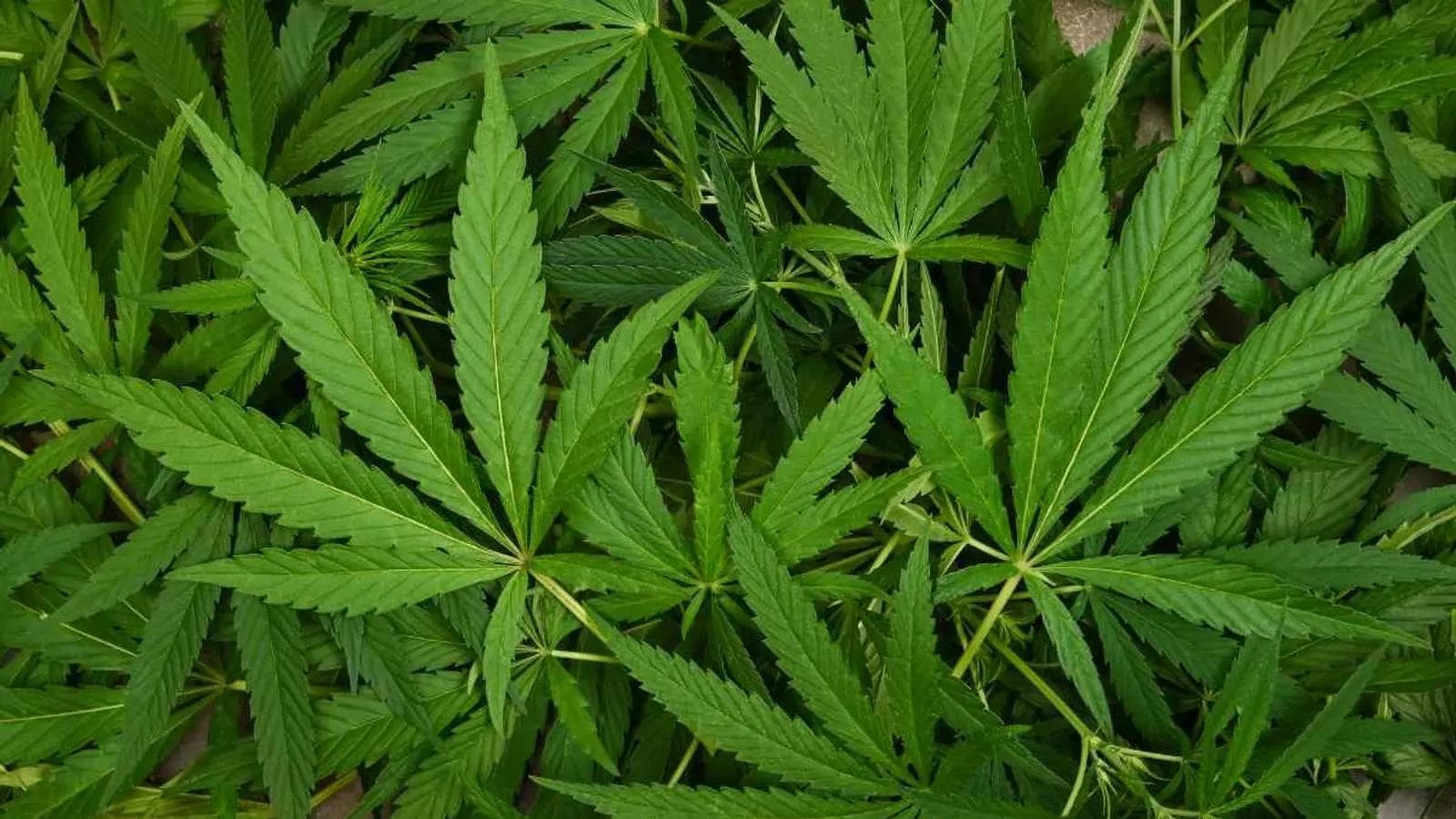 Thailand limits cannabis access, years after decriminalising