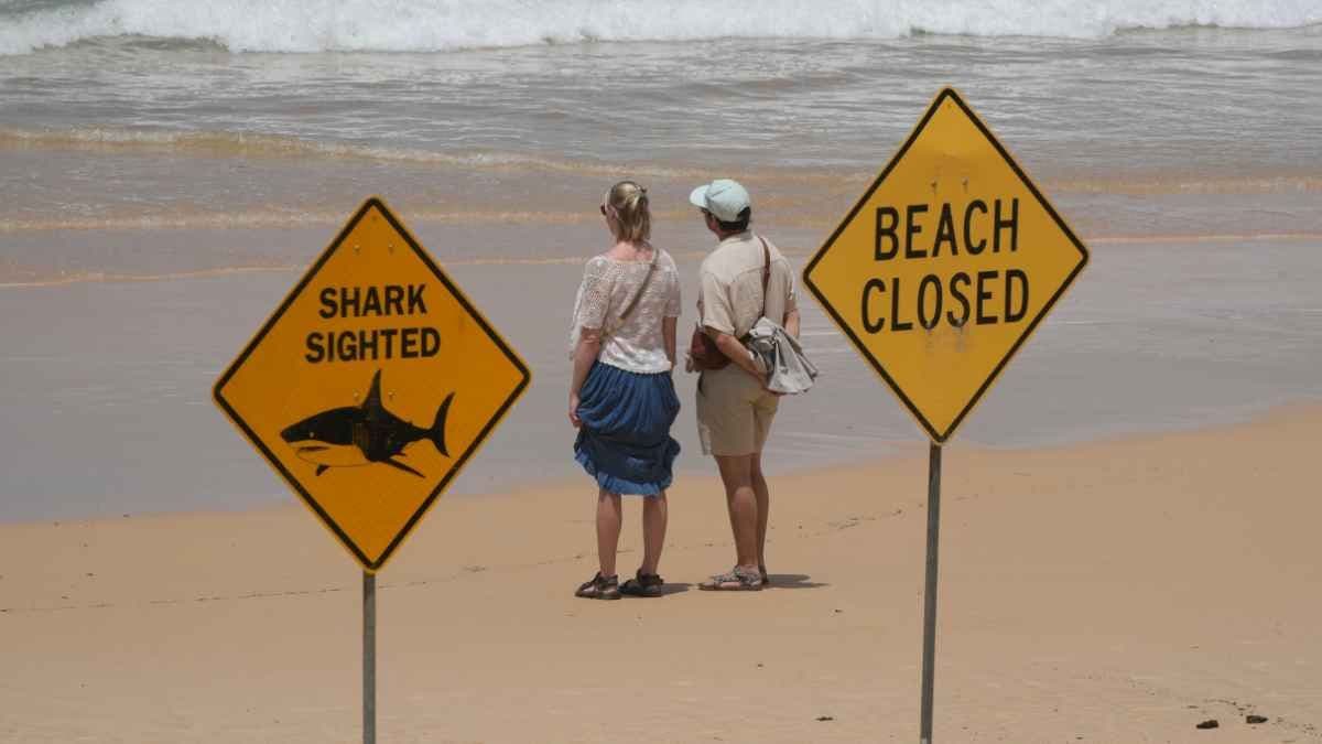 The NSW Government is expanding its shark monitoring program