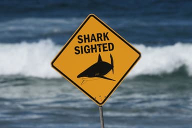 NSW Govt pauses trial removal of shark nets at three beaches