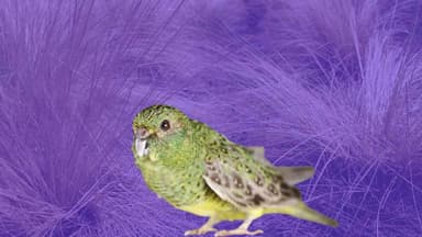 Researchers have discovered the largest known population of one of Australia’s rarest birds