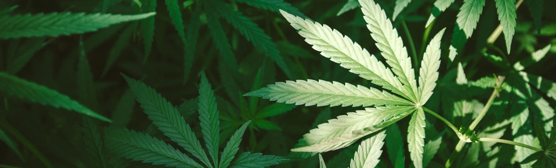 The Legalise Cannabis Party introduced bills in NSW, VIC and WA today