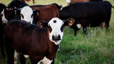 The U.S. has dropped its tariffs on Australian beef