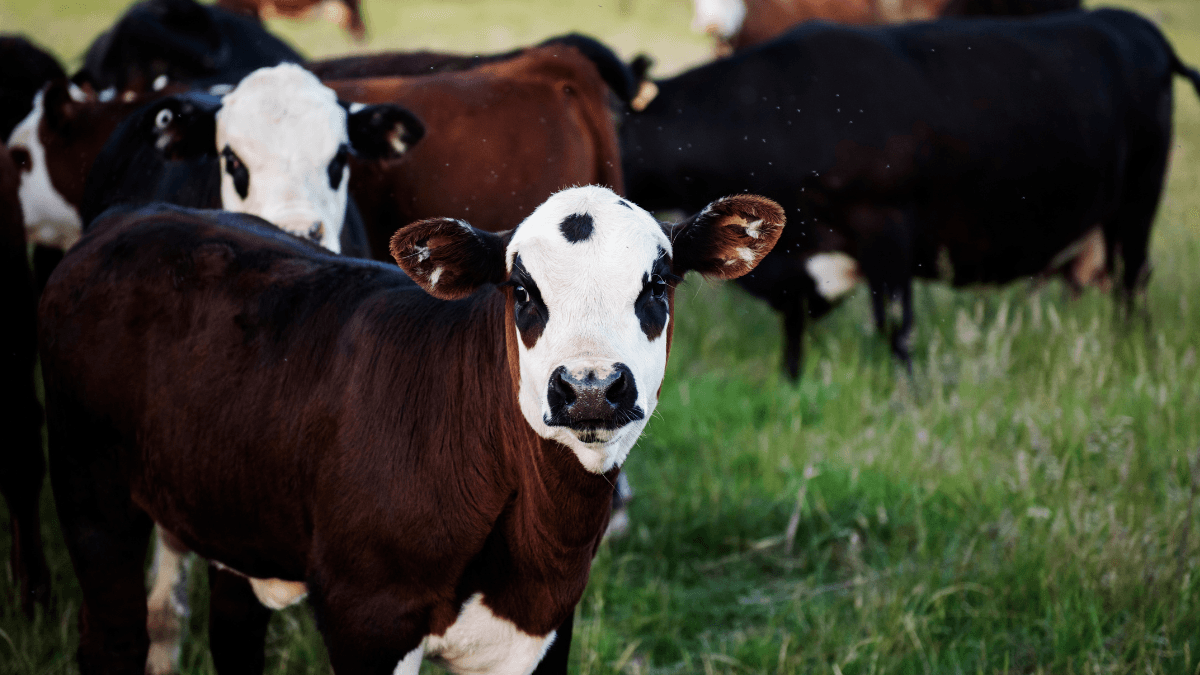 The U.S. has dropped its tariffs on Australian beef