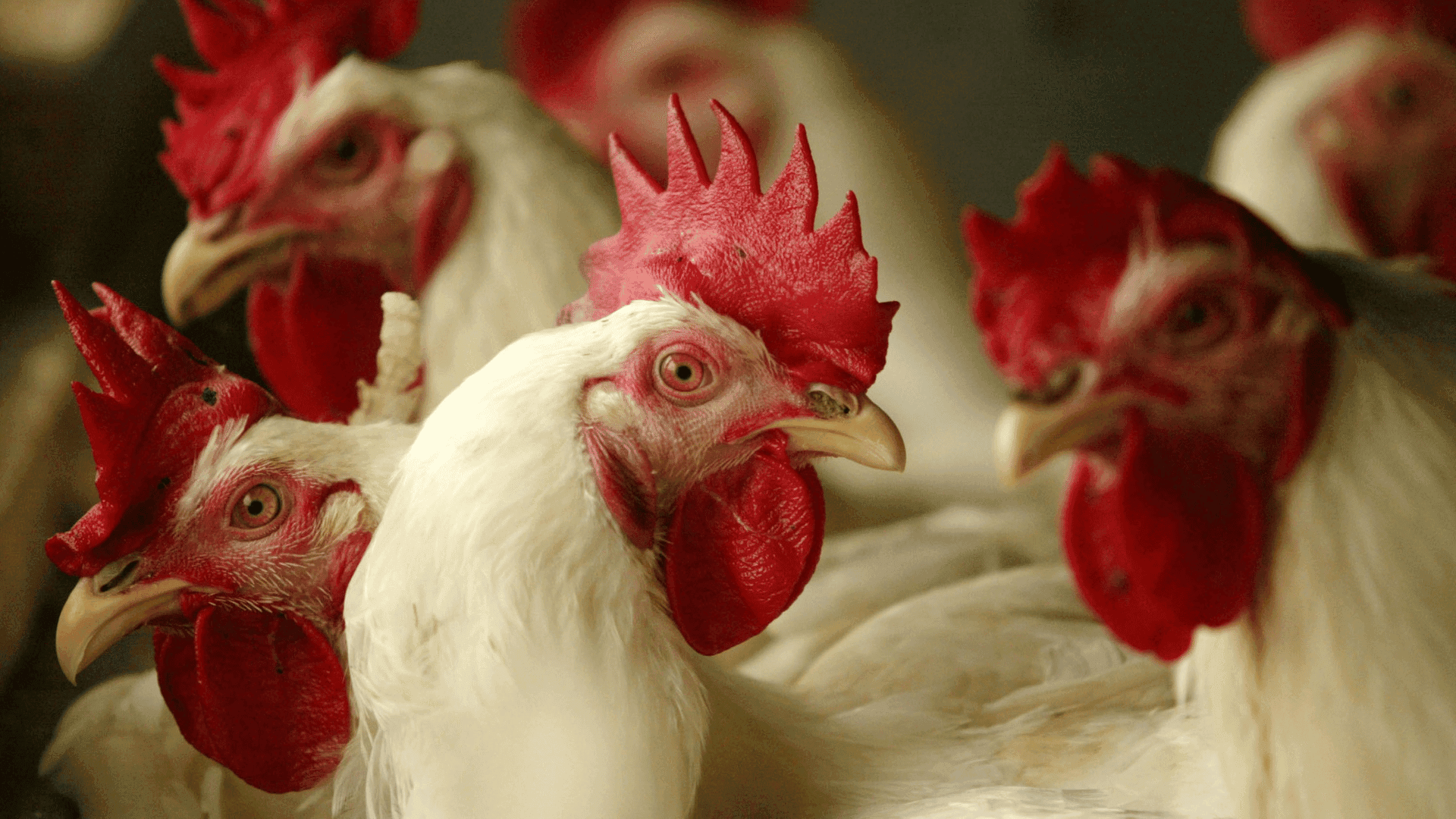 WHO issues bird flu warning