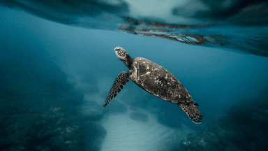 Shark nets killing endangered species