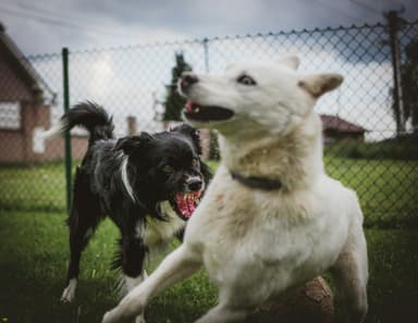 Australia Post to give posties citronella to deter dogs