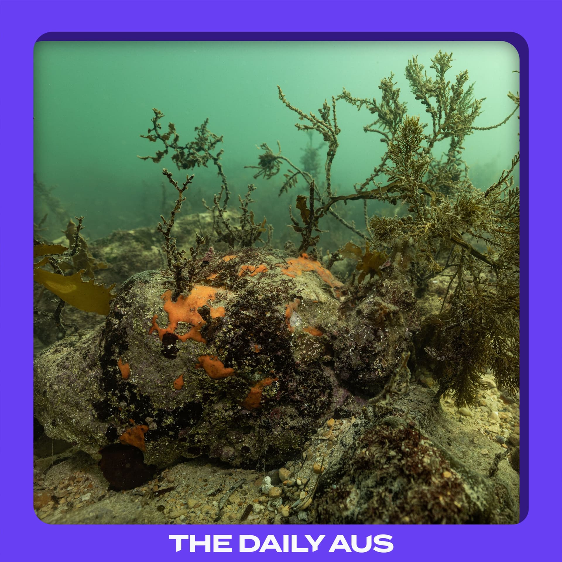 The marine disaster threatening South Australia