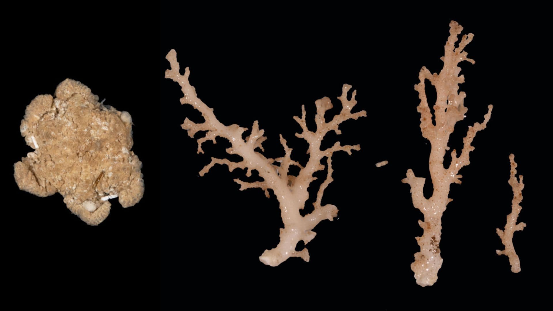 Good news: 100 new species discovered in New Zealand