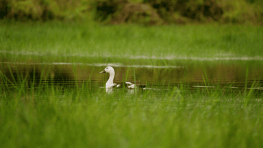 Victoria ignores advice to ban duck hunting